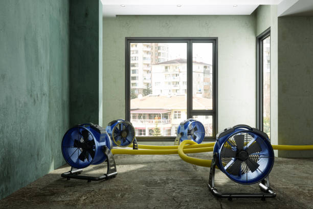 Best Mold removal after water damage  in Walnut, IL